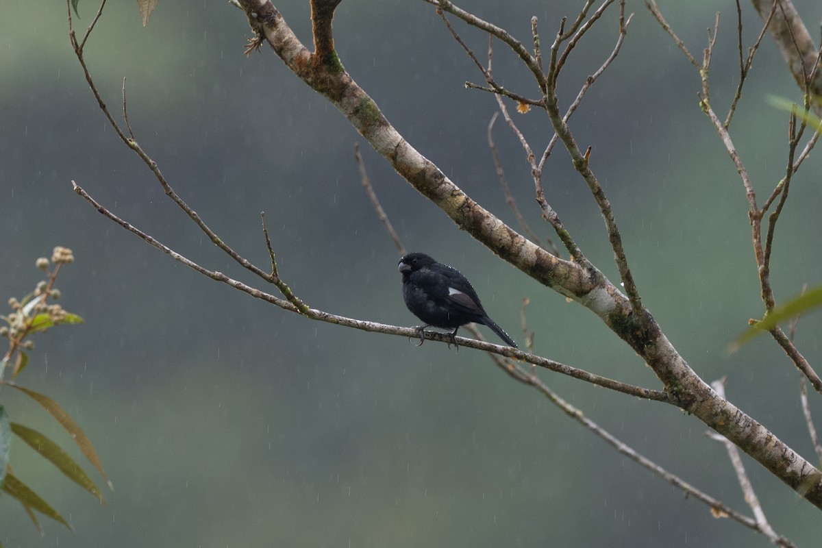 Variable Seedeater - ML646433385