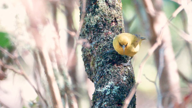 Akiapolaau - ML646433388