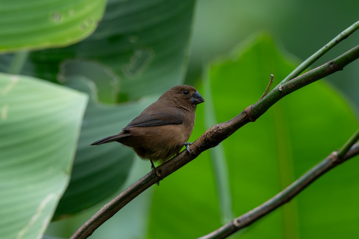 Thick-billed Seed-Finch - ML646433391
