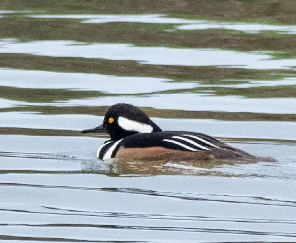 Hooded Merganser - ML646433392
