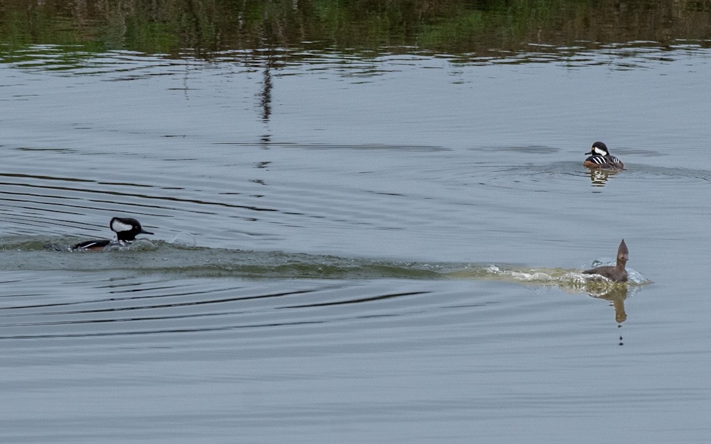 Hooded Merganser - ML646433393