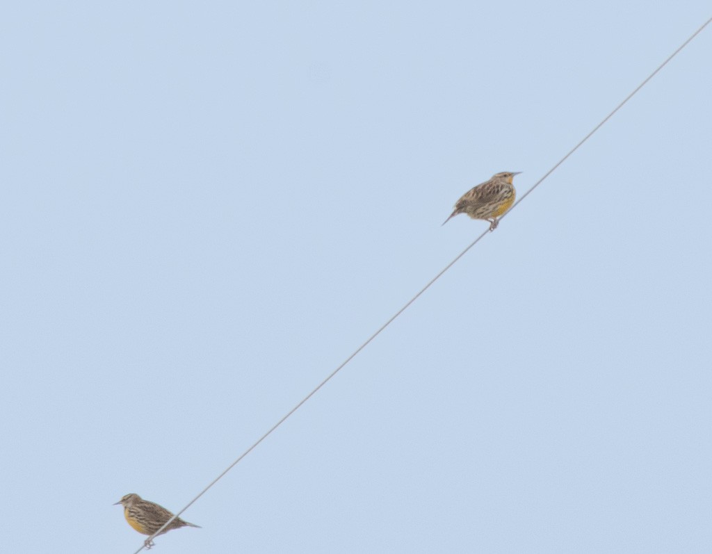 Eastern Meadowlark - ML646433398