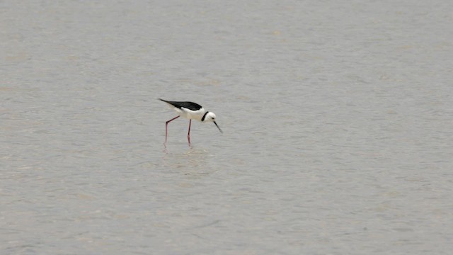 Pied Stilt - ML646433399