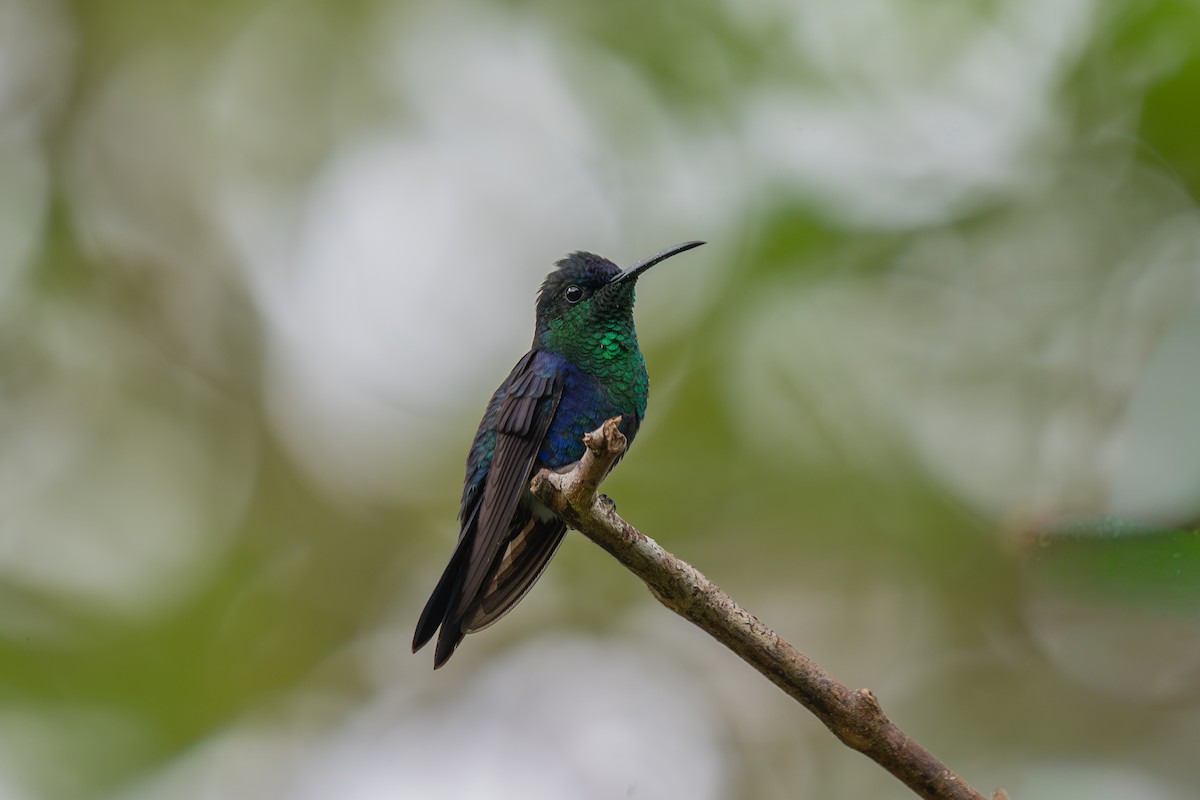 kolibřík vidloocasý - ML646433400