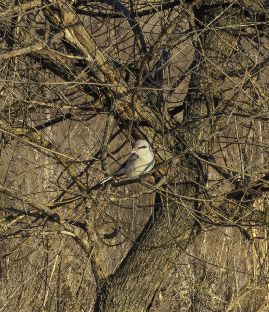 Antzandobi boreala - ML646433401