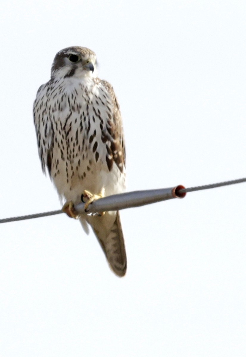 Prairie Falcon - ML646433402
