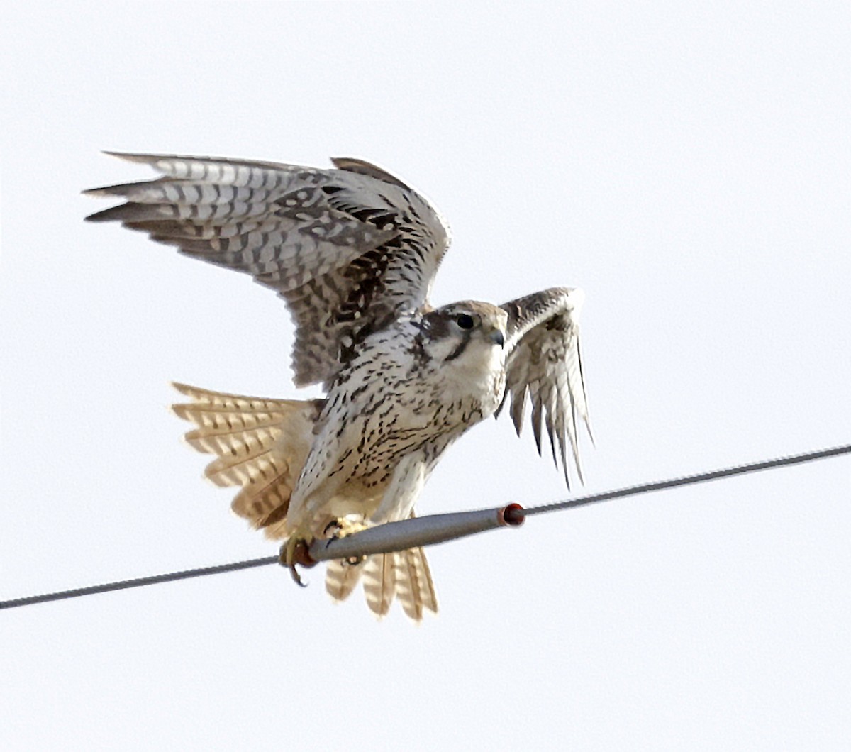 Prairie Falcon - ML646433403