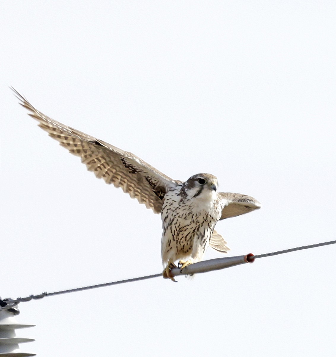 Prairie Falcon - ML646433404