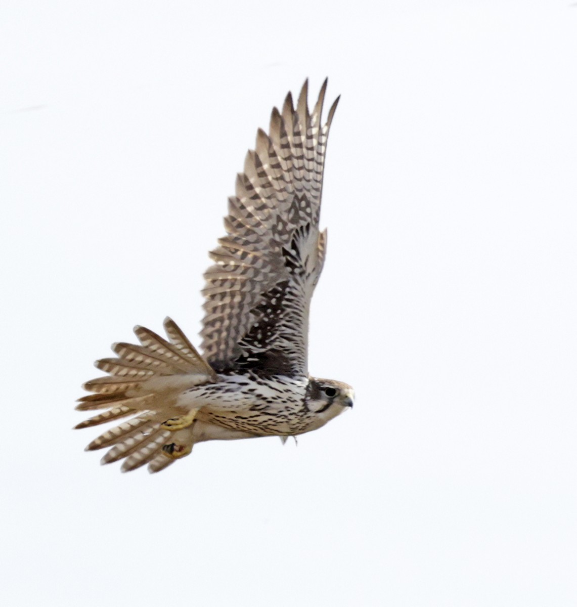 Prairie Falcon - ML646433405