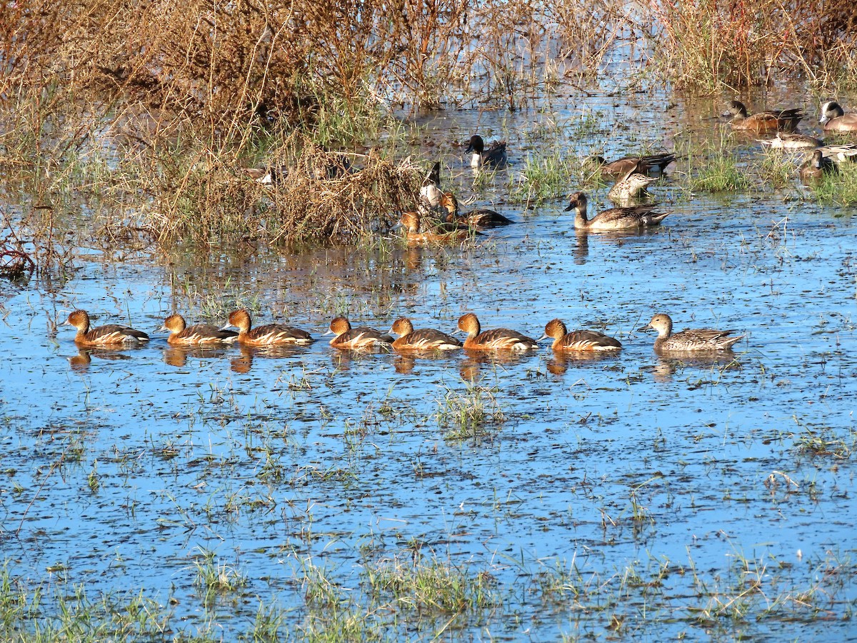 Fulvous Whistling-Duck - ML646433406