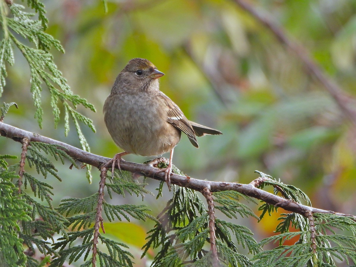 Golden-crowned Sparrow - ML646433407
