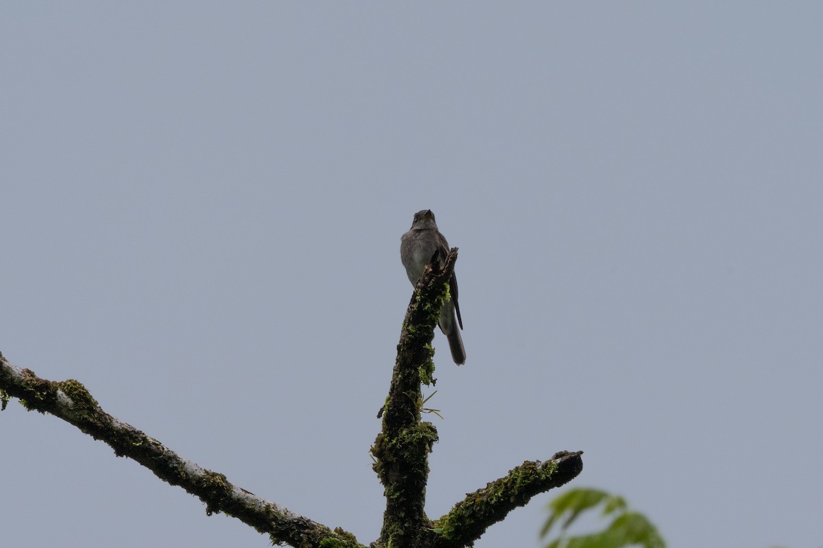Northern Tropical Pewee - ML646433409