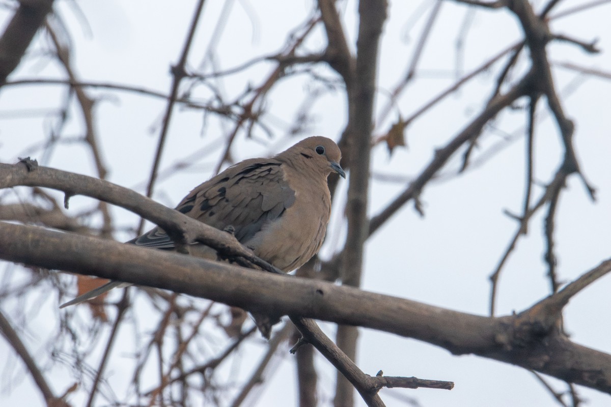 Mourning Dove - ML646433410
