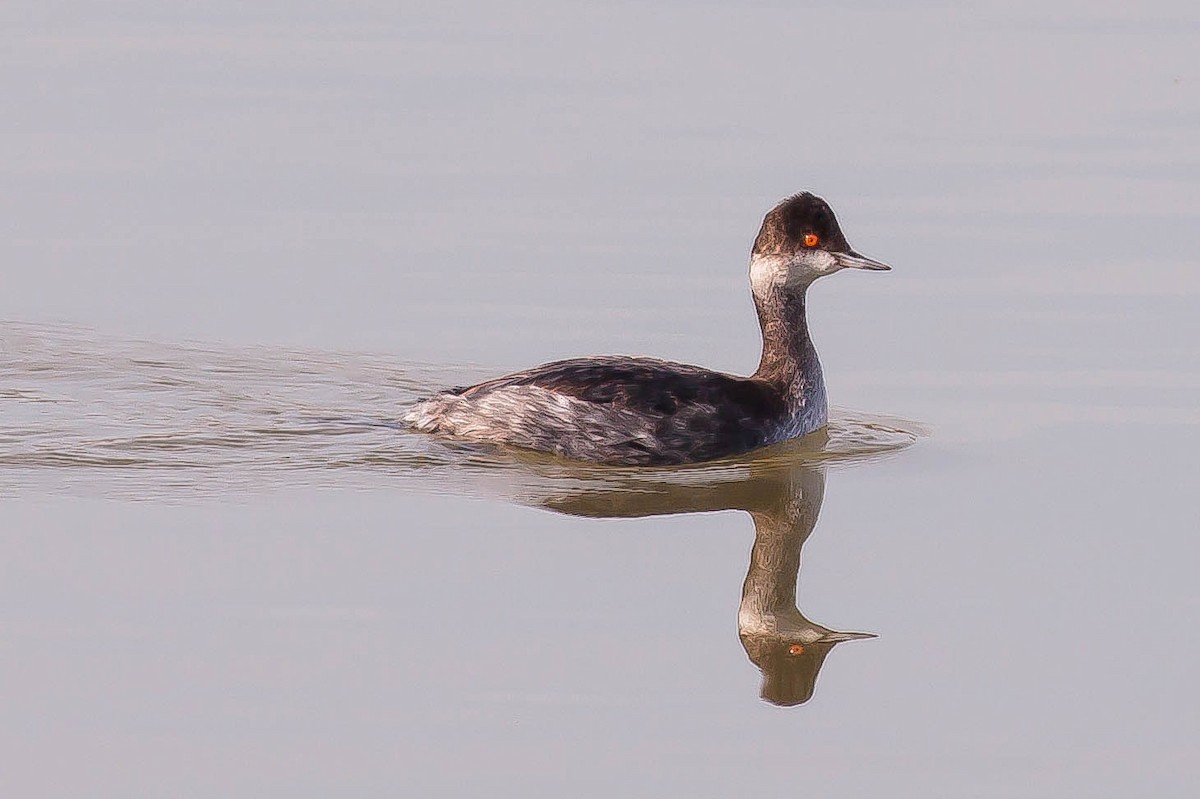 黑頸鸊鷉 - ML646433411