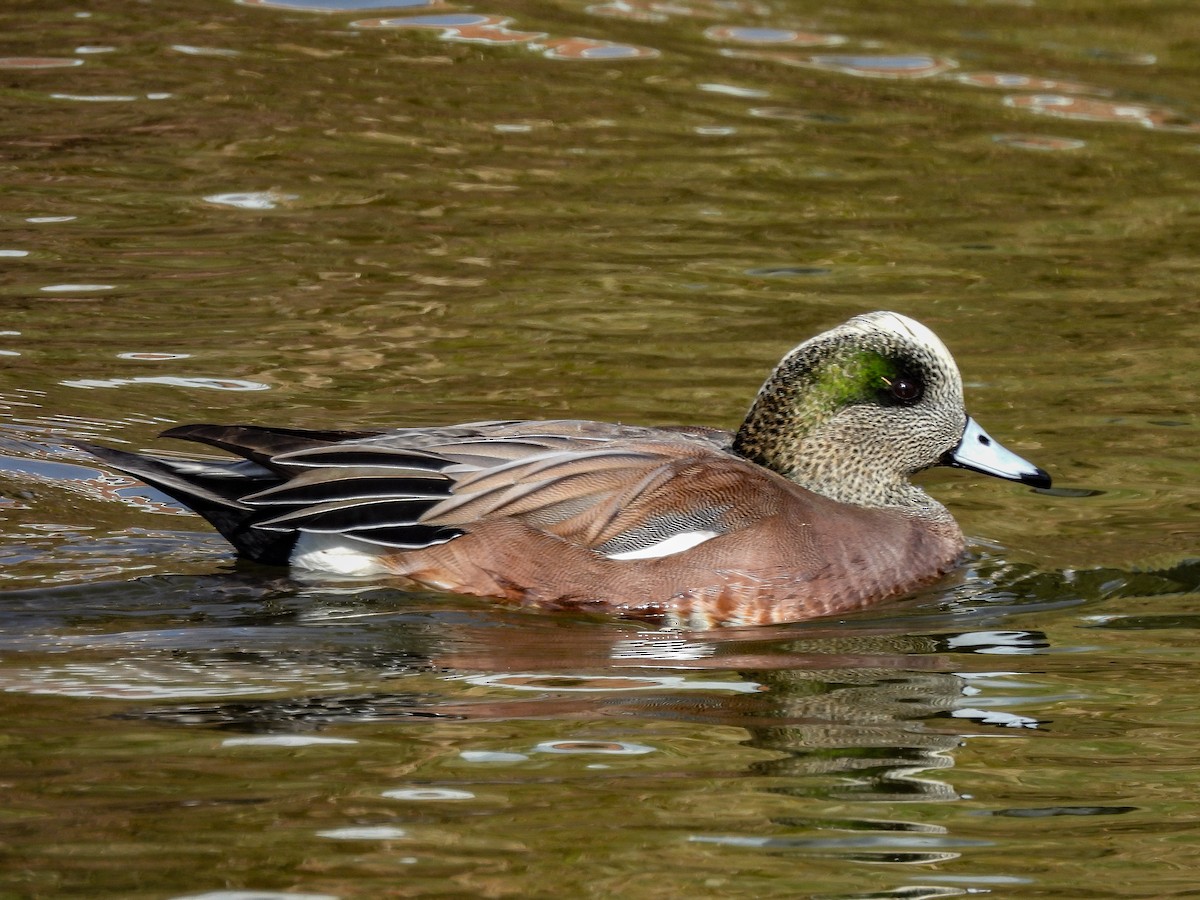 hvízdák americký - ML646433412