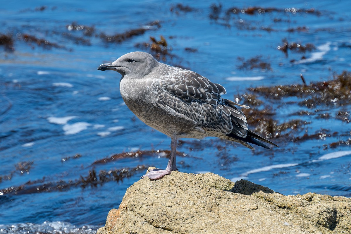 racek západní - ML646433413