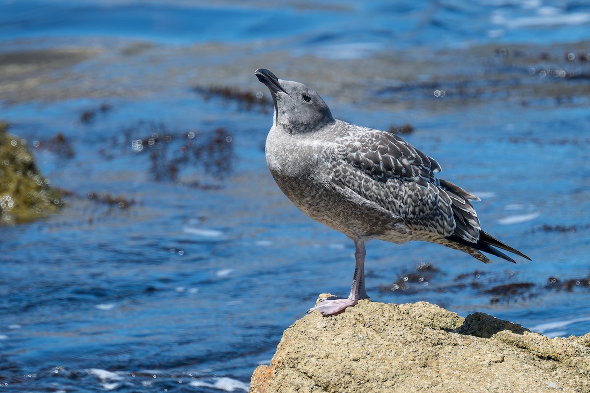 racek západní - ML646433414