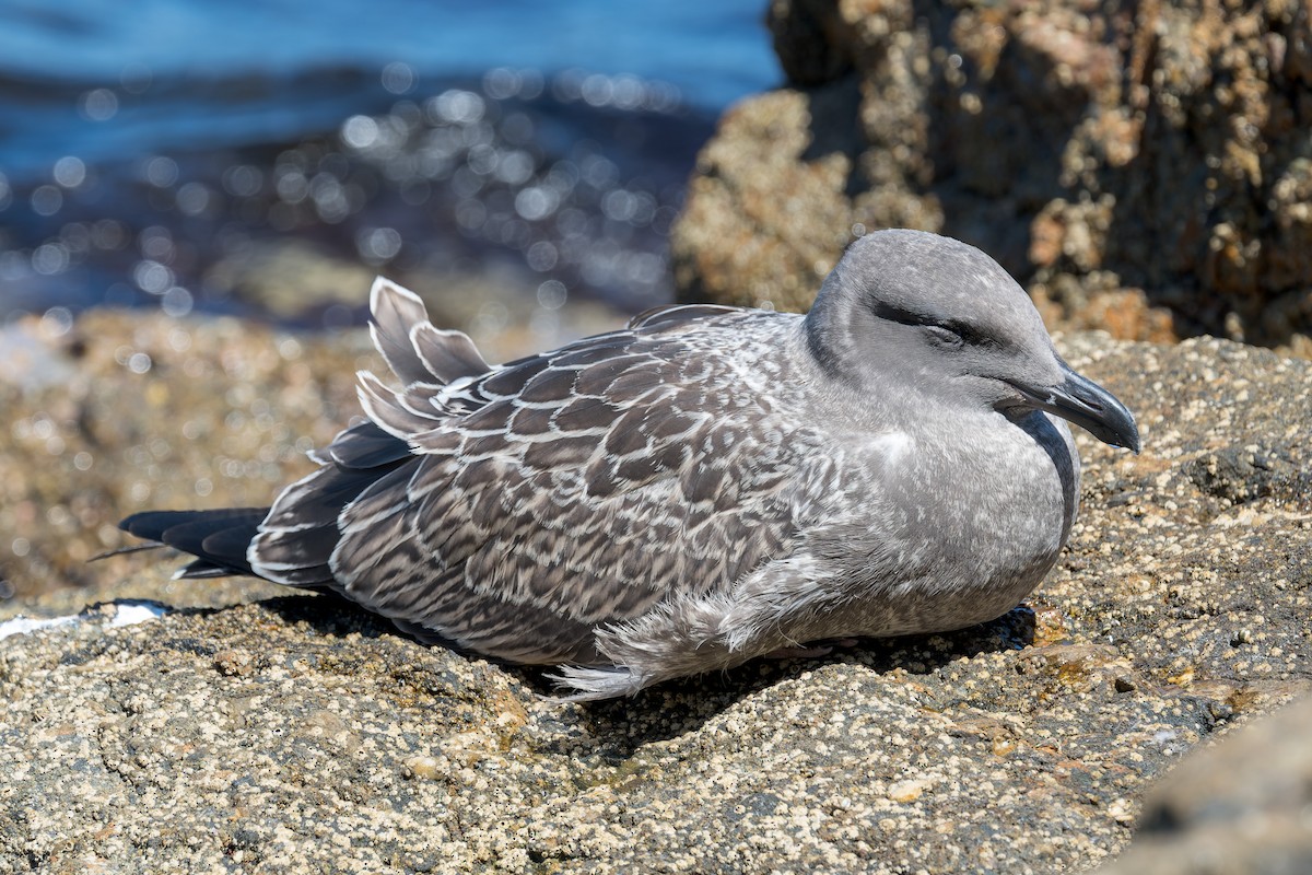 racek západní - ML646433415