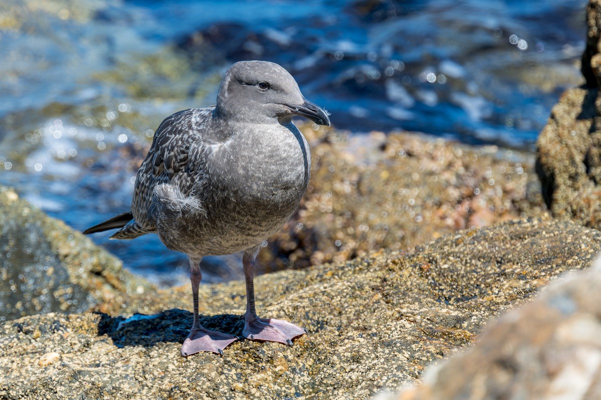 racek západní - ML646433416