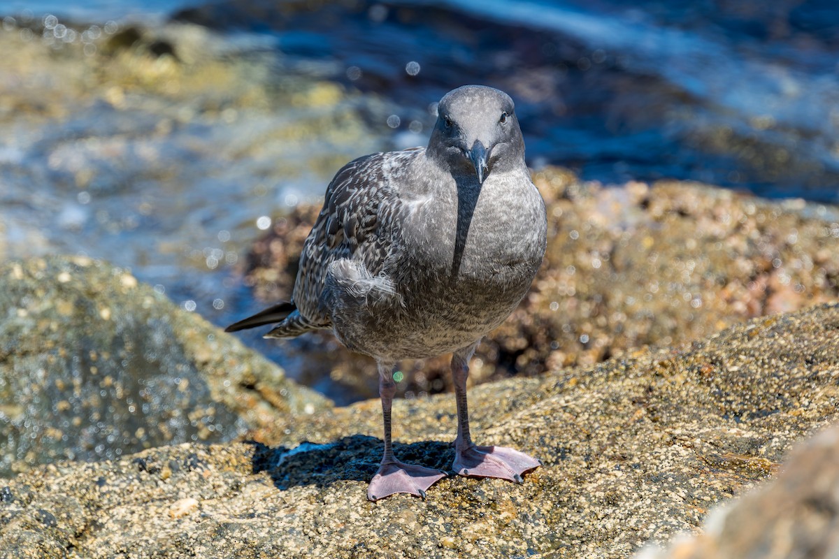 racek západní - ML646433417