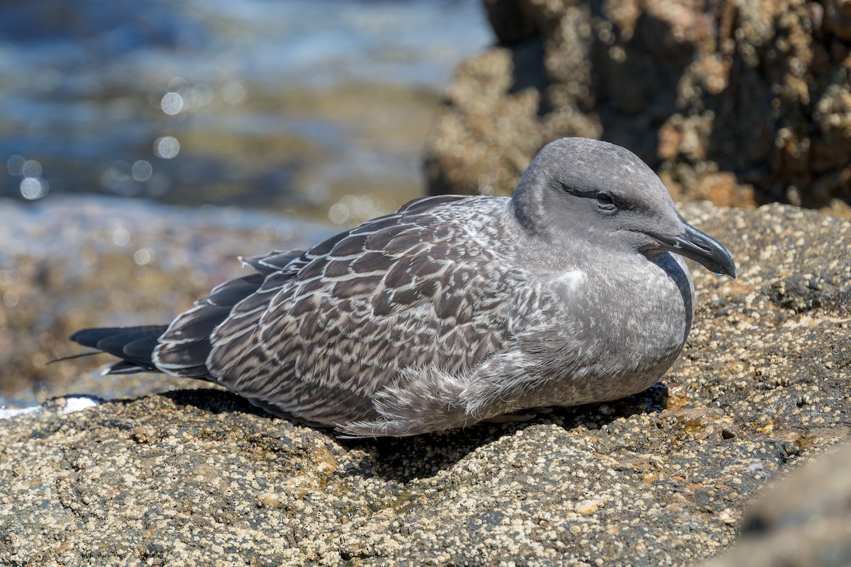 racek západní - ML646433418