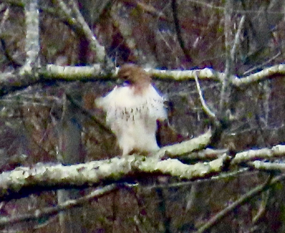 Red-tailed Hawk - ML646433419