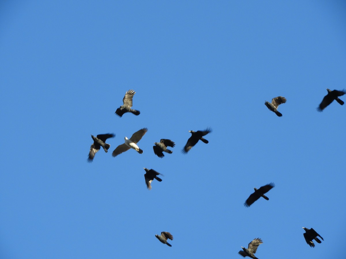 Habicht - ML646433420