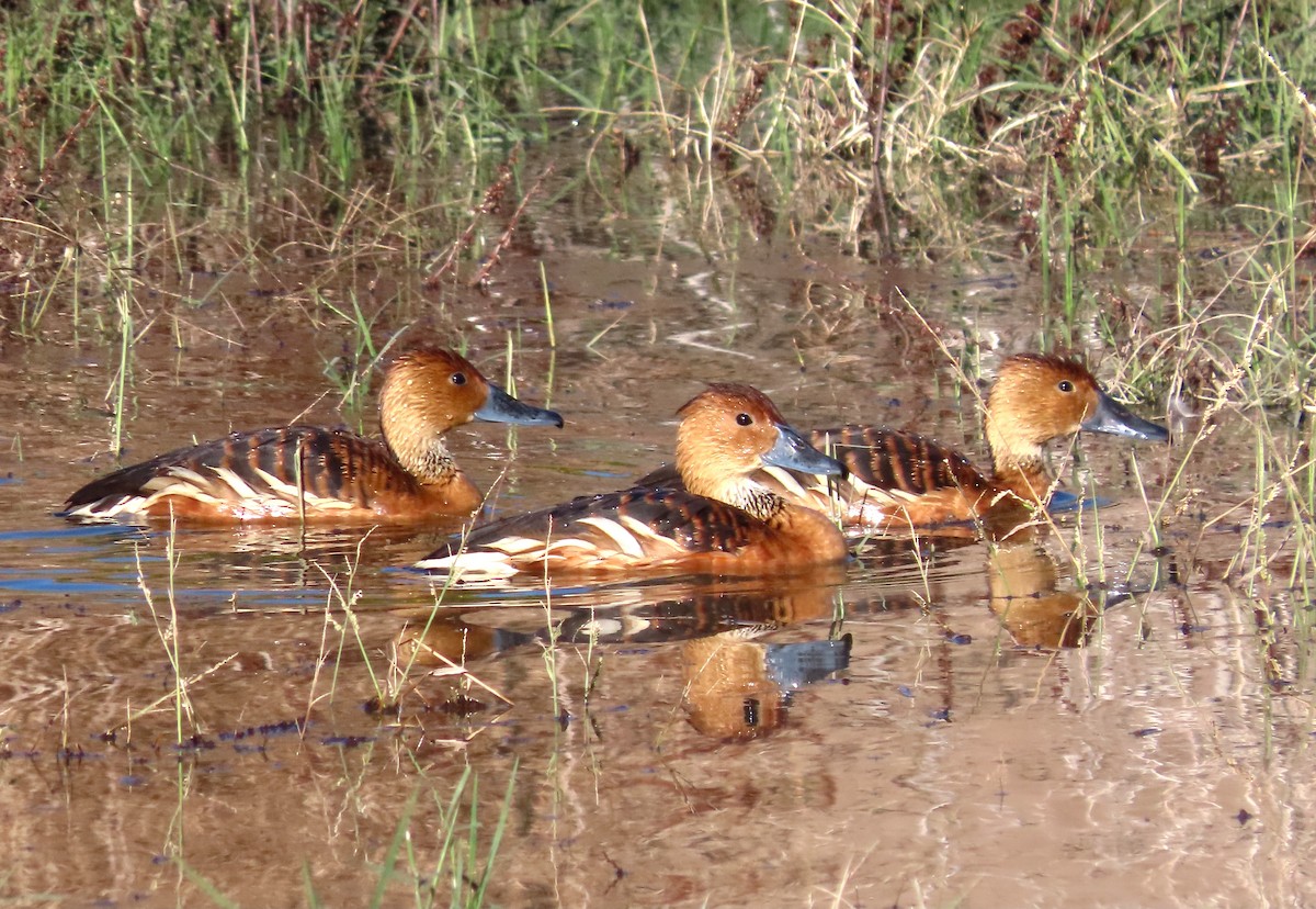 Fulvous Whistling-Duck - ML646433421