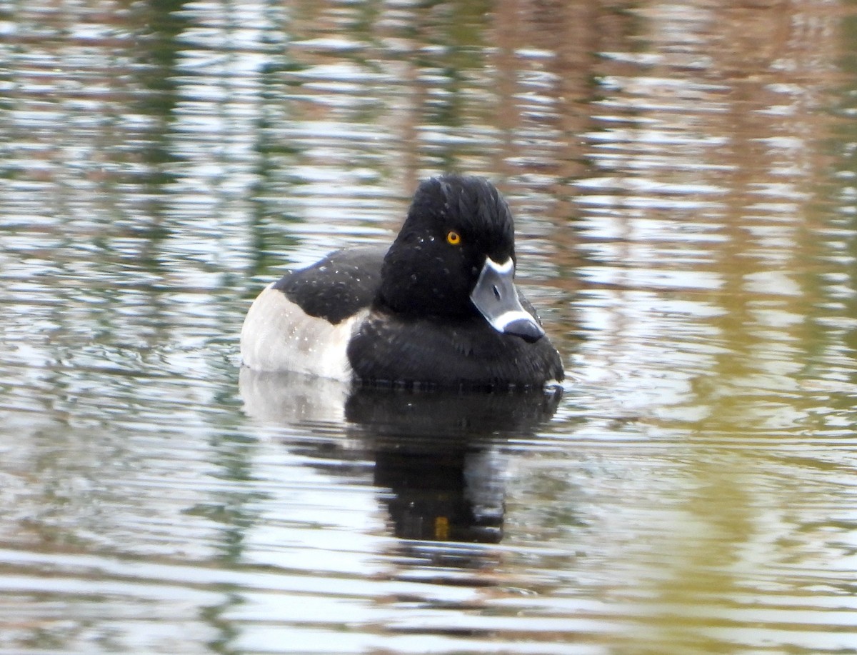 Ring-necked Duck - ML646433422