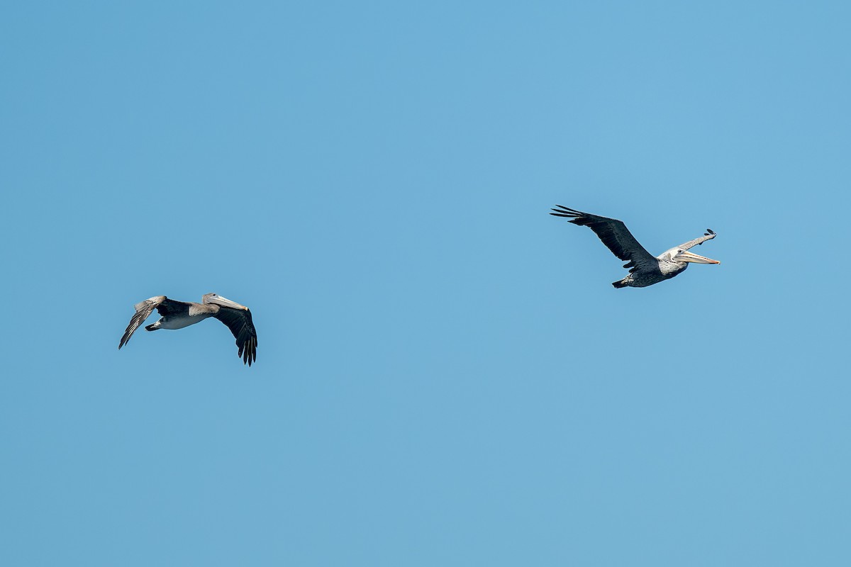 pelikán hnědý - ML646433423