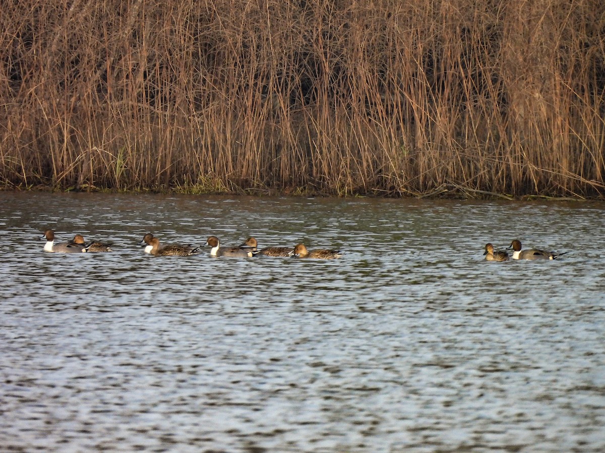 Northern Pintail - ML646433425
