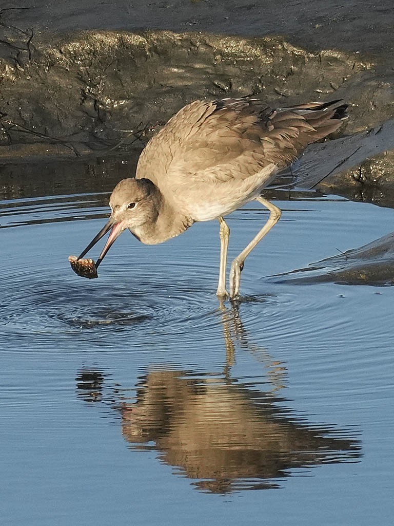 ハジロオオシギ - ML646433426