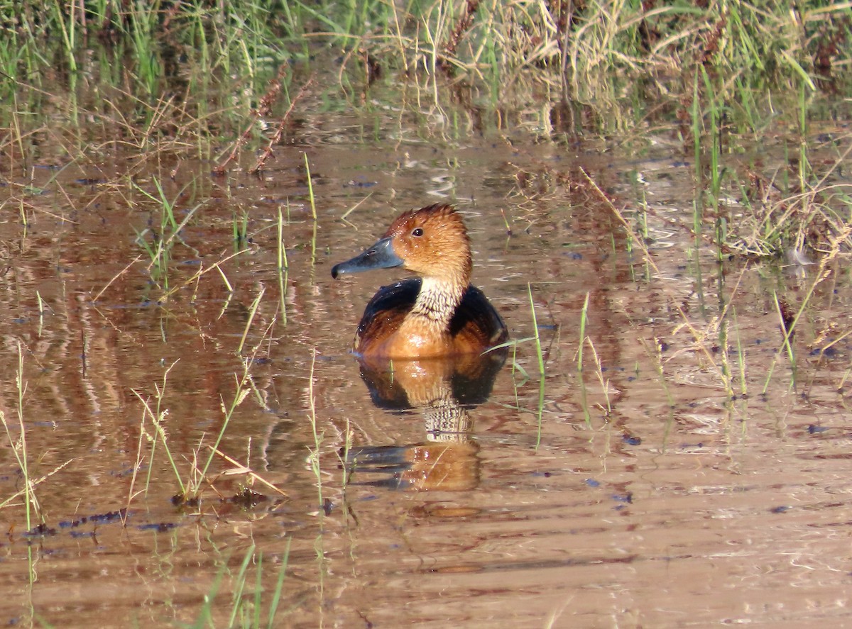 Fulvous Whistling-Duck - ML646433431