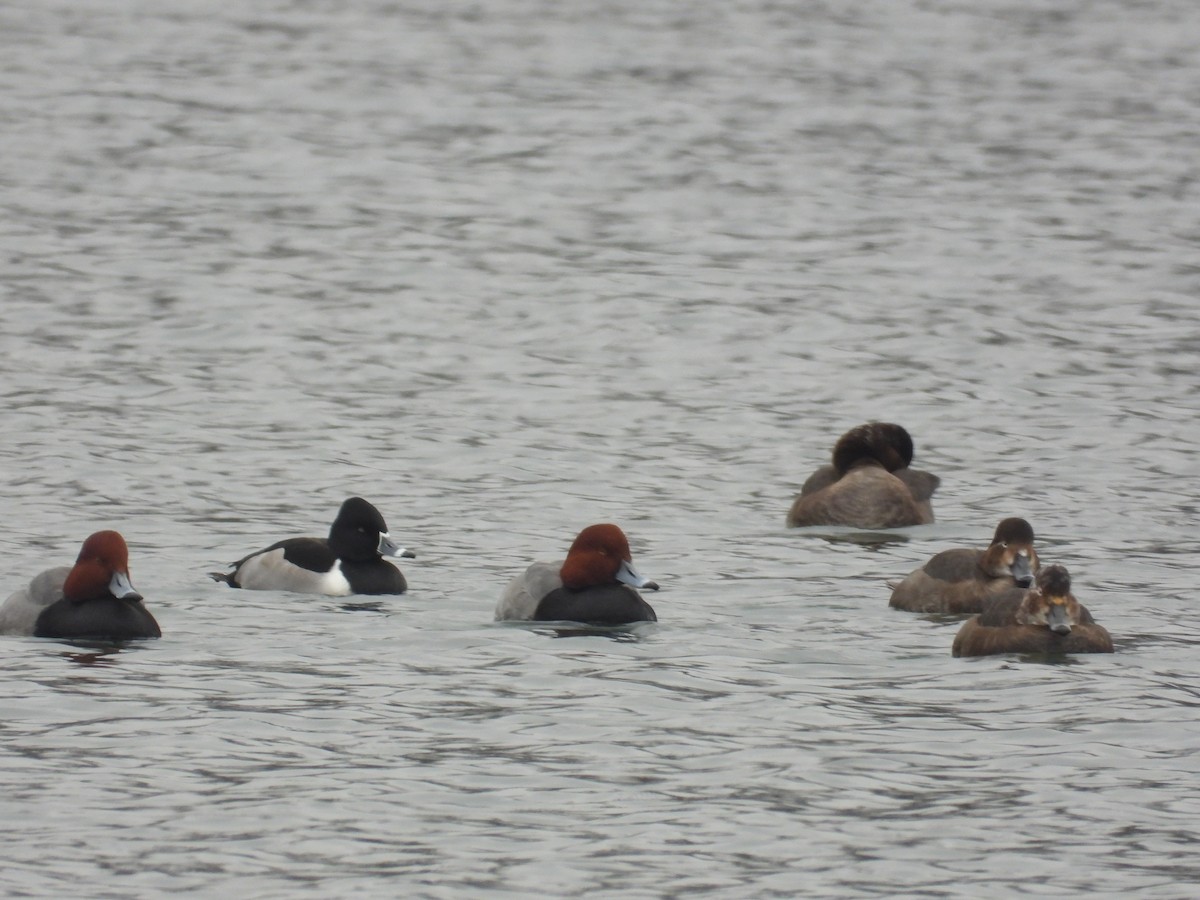 polák proužkozobý - ML646433432