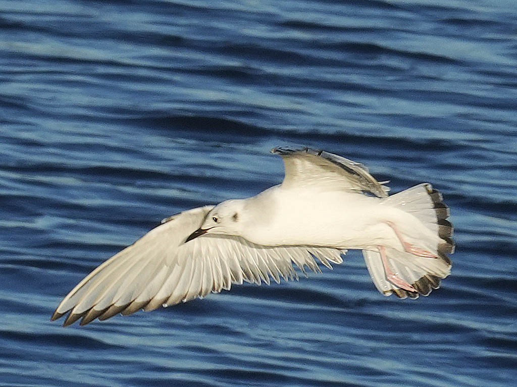 ボナパルトカモメ - ML646433435