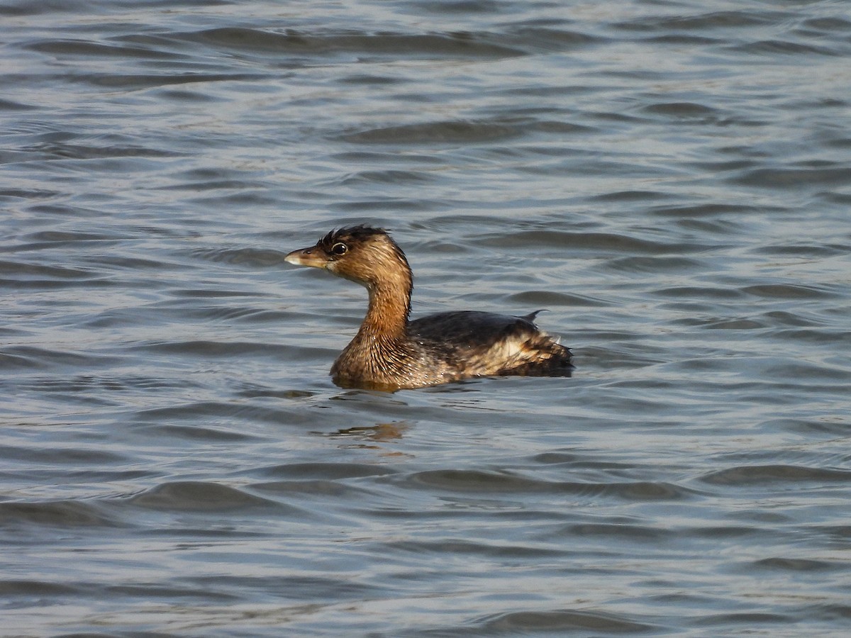 Pied-billed Grebe - ML646433441