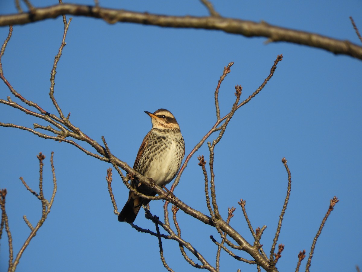 Rostflügeldrossel - ML646433442