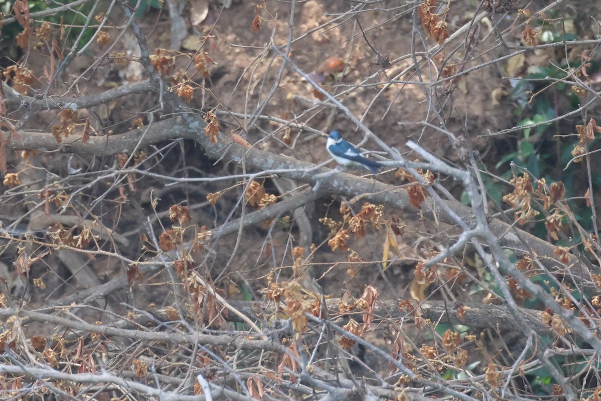 White-winged Swallow - ML646433443