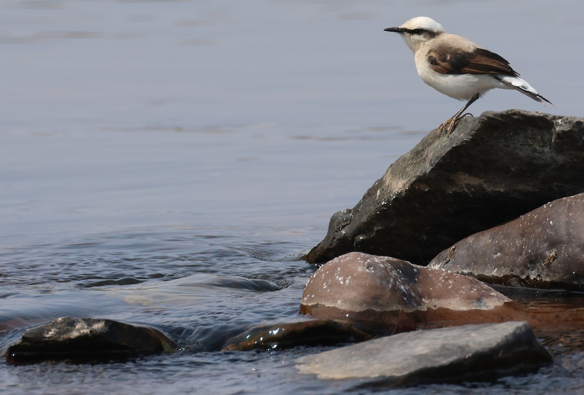 Masked Water-Tyrant - ML646433445