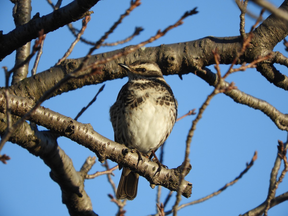 Rostflügeldrossel - ML646433446