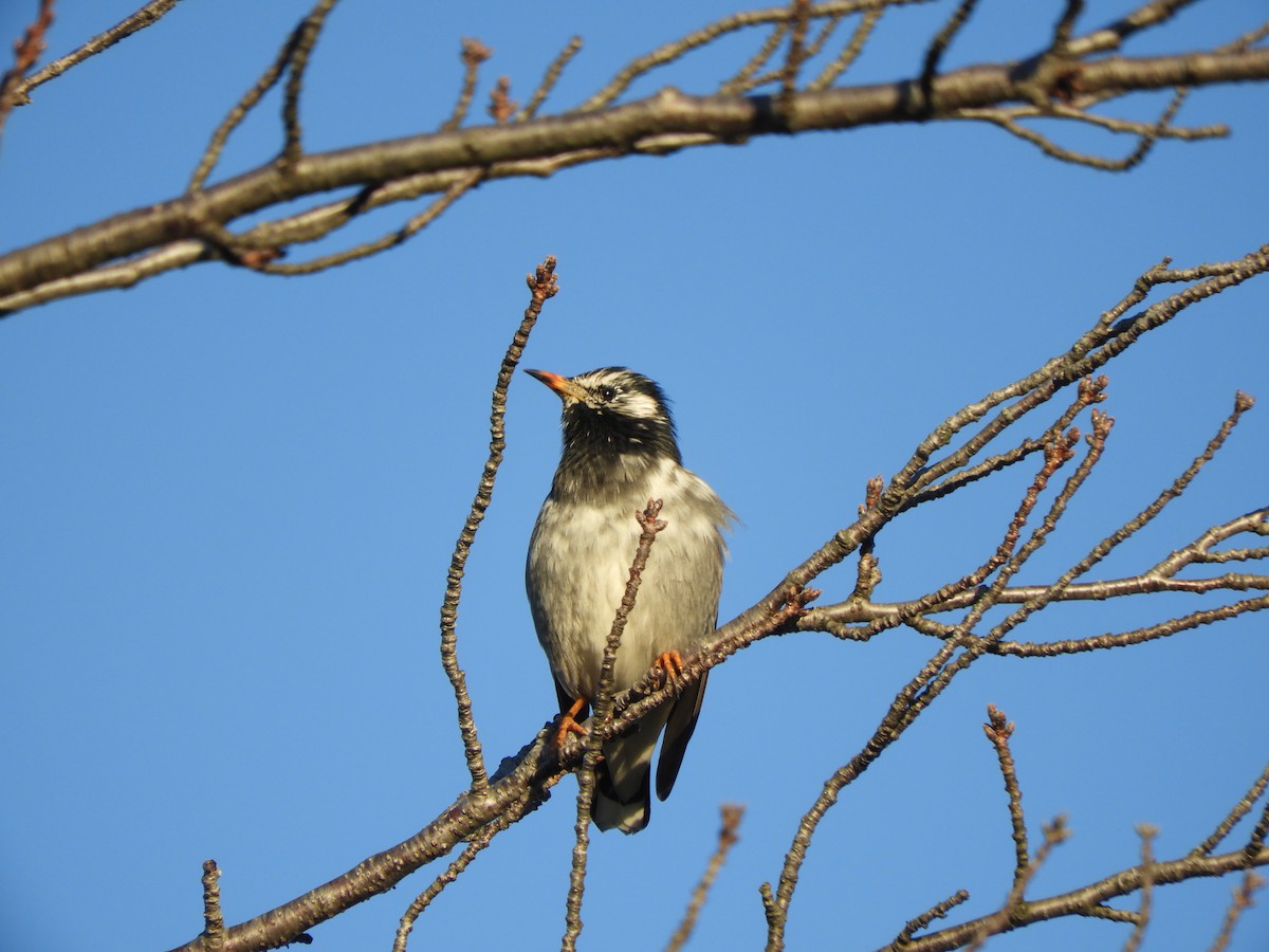 Weißwangenstar - ML646433447