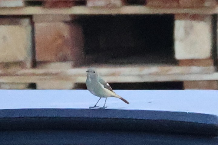 חכלילית סיבירית - ML646433448