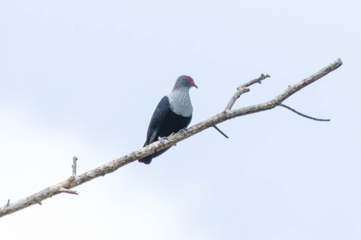 Seychelles Blue-Pigeon - ML646433449