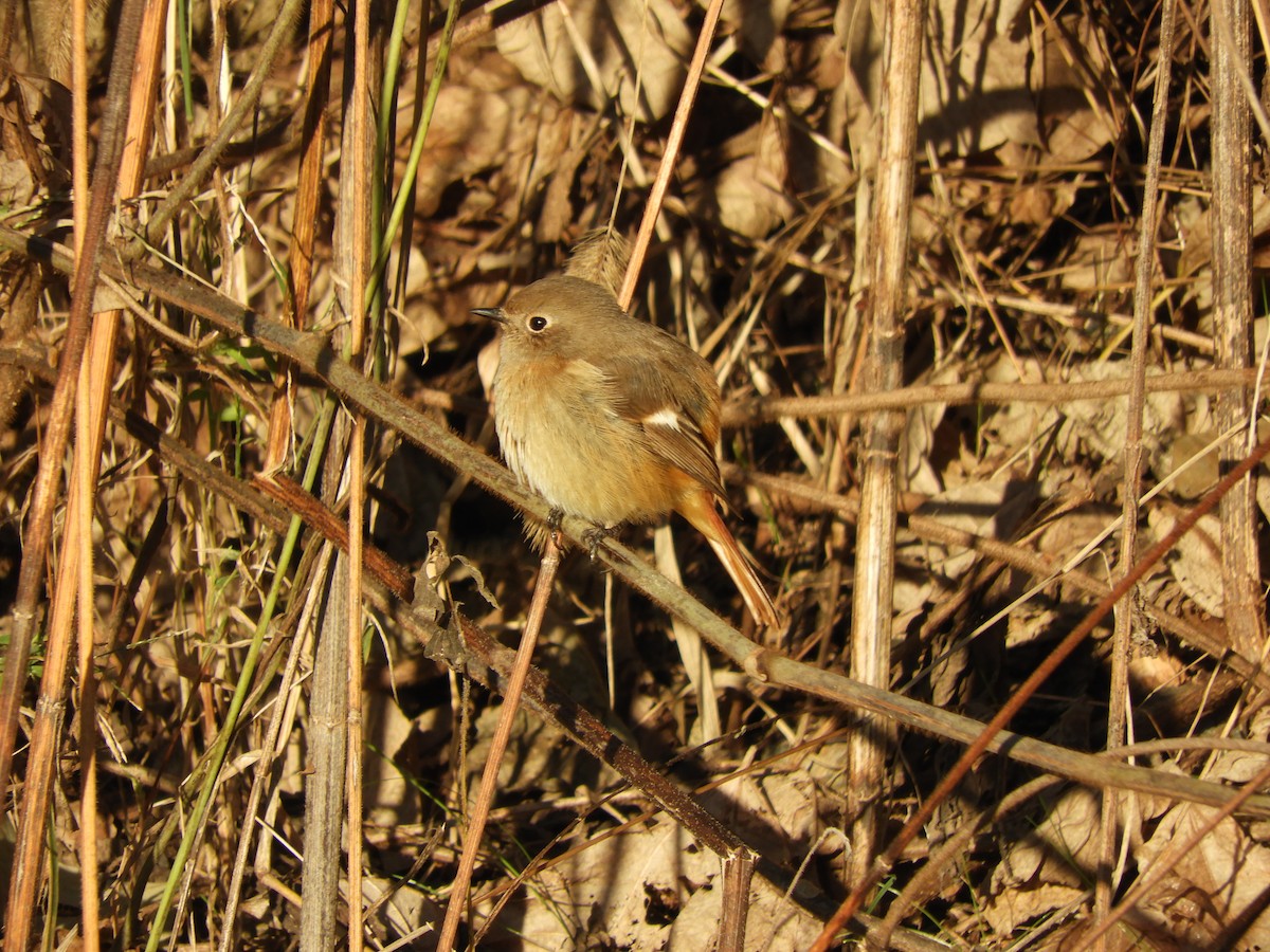 Spiegelrotschwanz - ML646433450