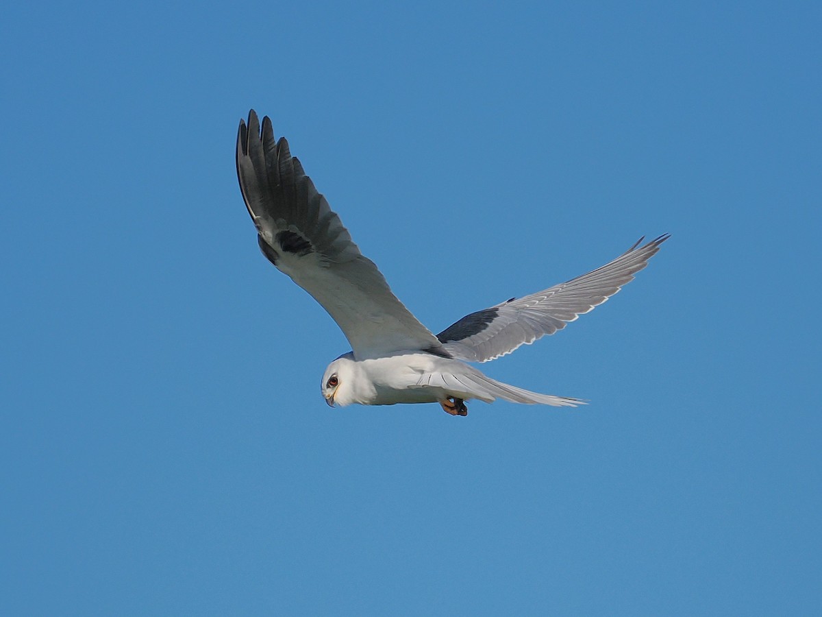 White-tailed Kite - ML646433451