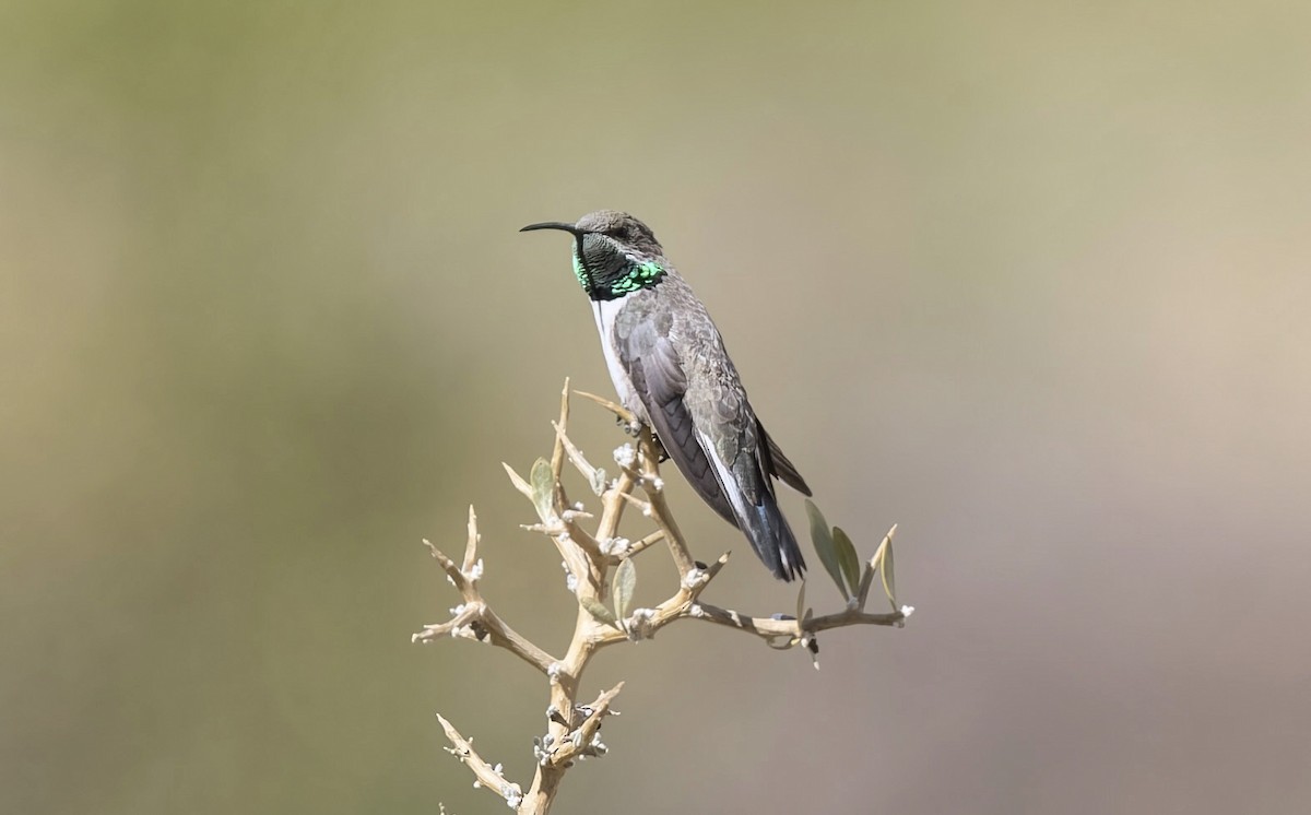 Andean Hillstar - ML646433452