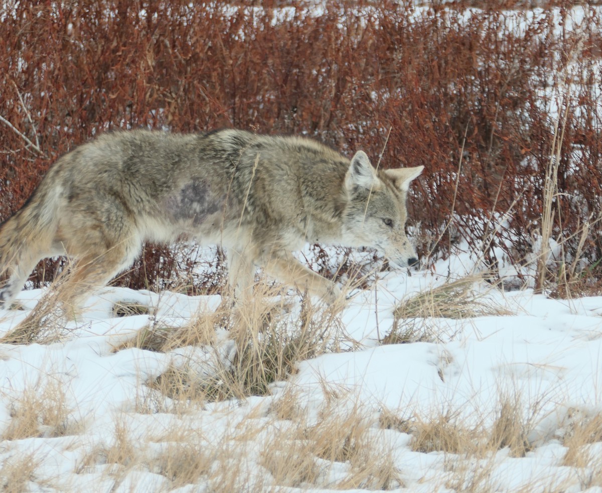 Animals - ML646433453