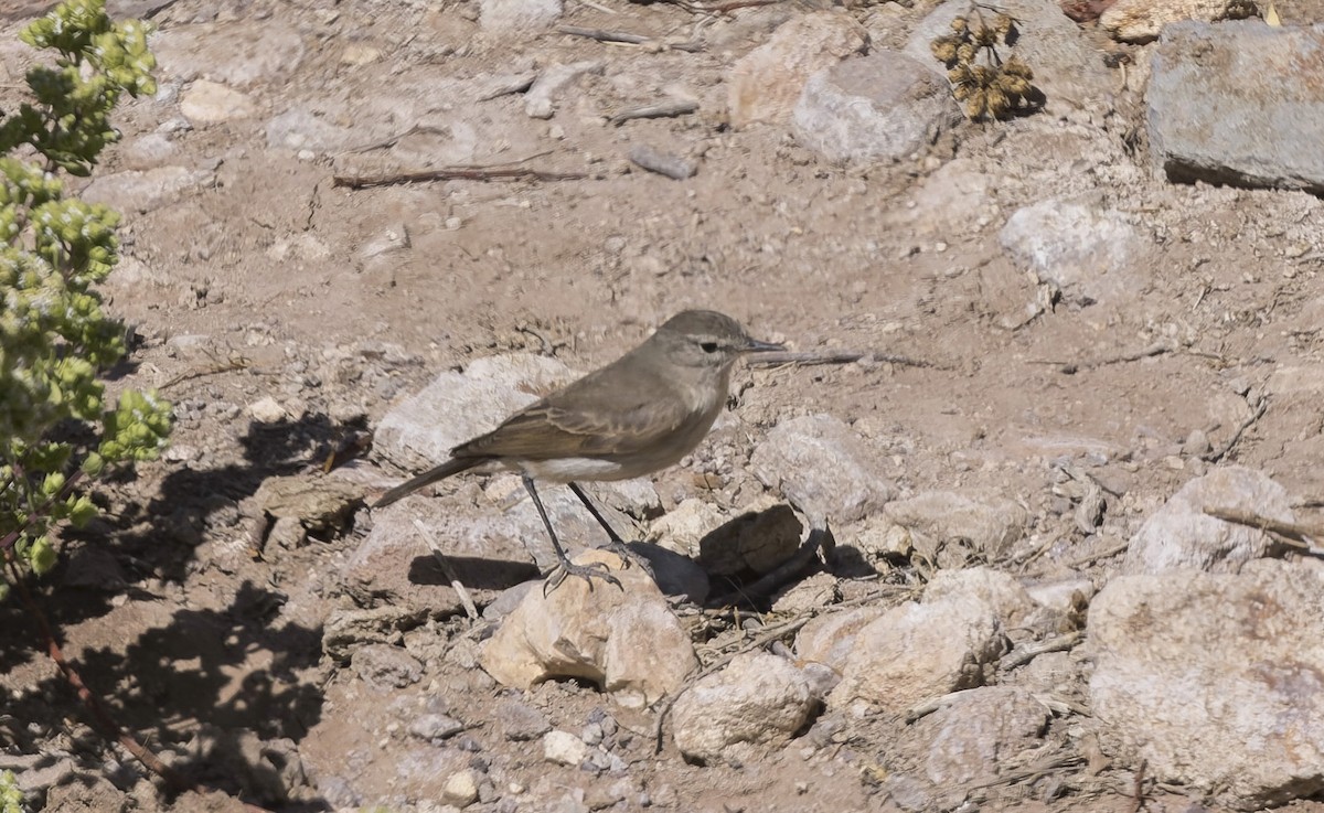 Spot-billed Ground-Tyrant - ML646433455