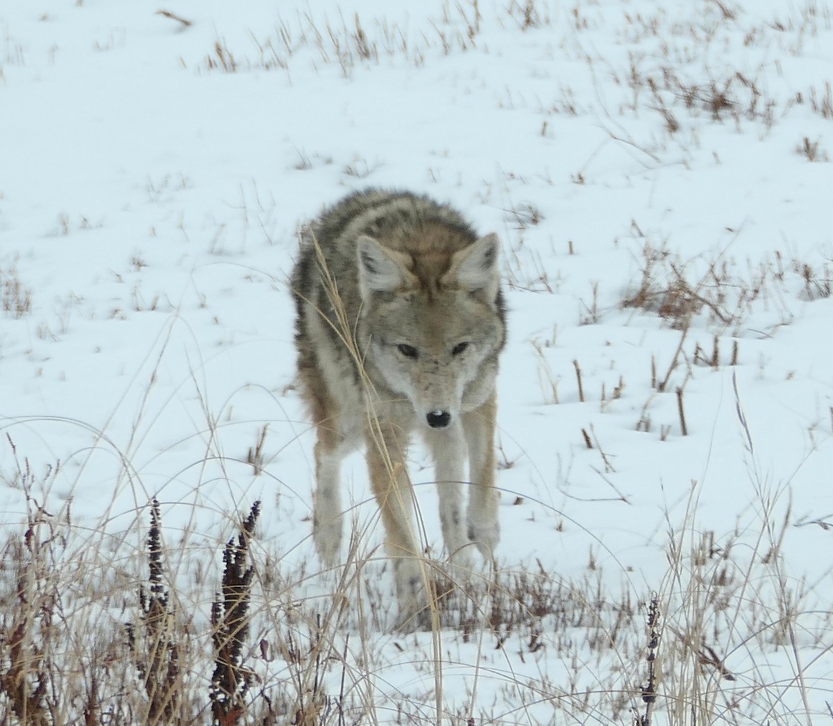 Animals - ML646433456