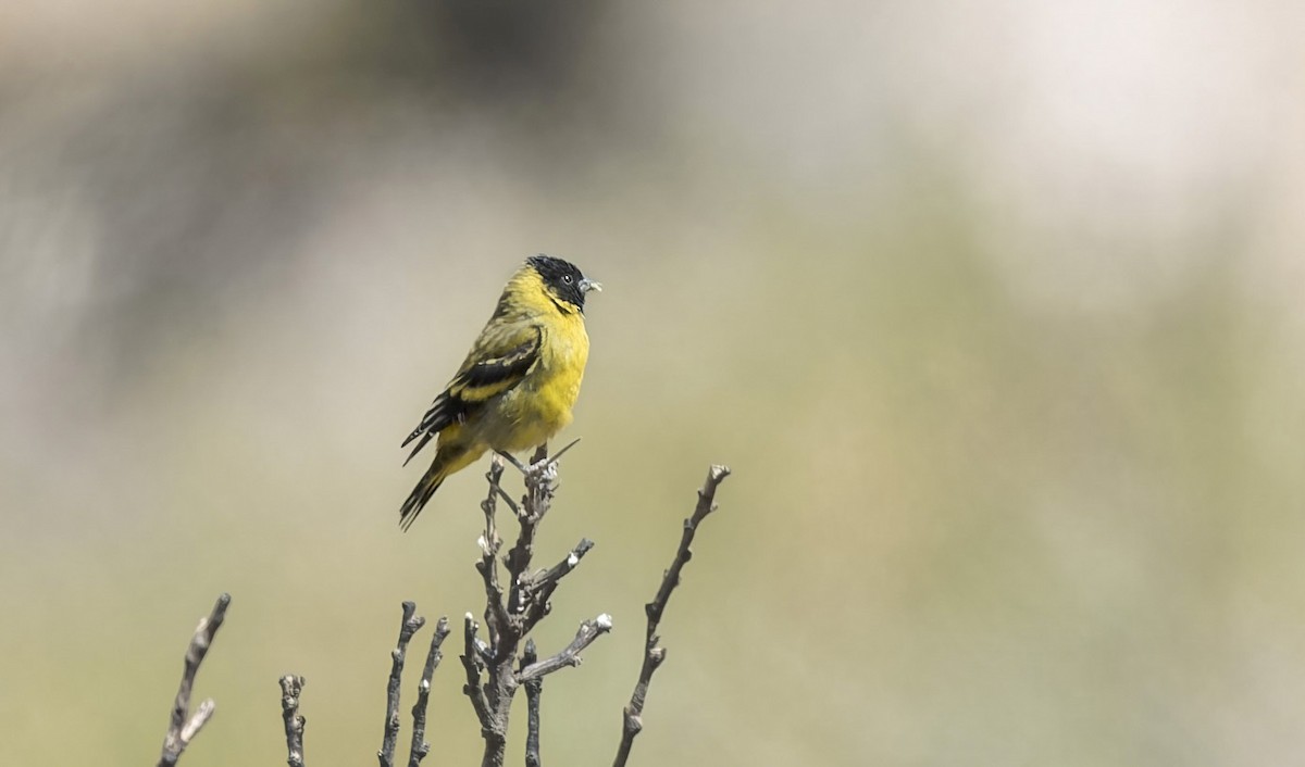 Hooded Siskin - ML646433458